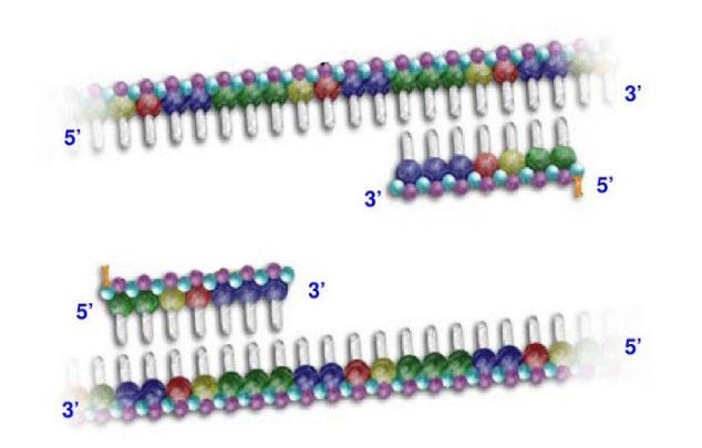 Real-time Quantitative PCR